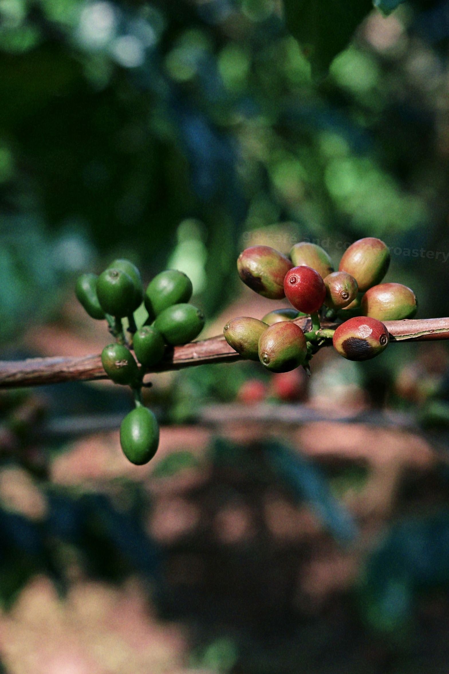 go café and coffee roastery